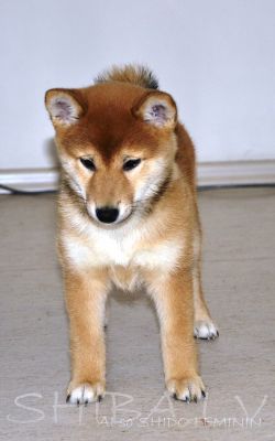 picture of dog