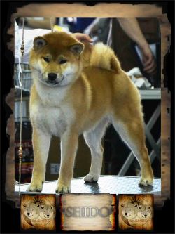 picture of dog