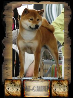 picture of dog