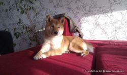 picture of dog
