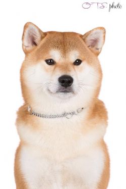 picture of dog