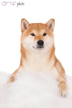 picture of dog