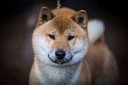 picture of dog