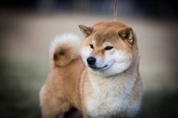 picture of dog