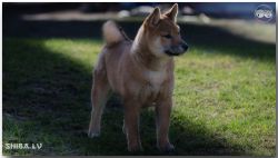 picture of dog