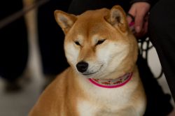 picture of dog