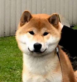 picture of dog