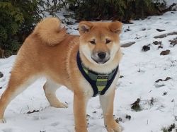 picture of dog