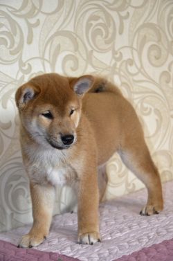 picture of dog