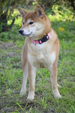 picture of dog