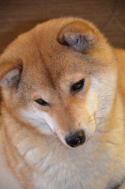 picture of dog