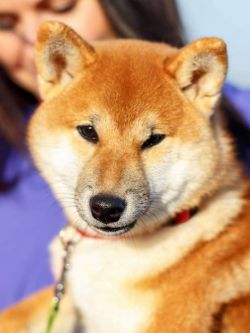 picture of dog