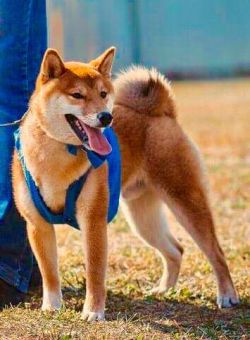 picture of dog