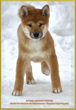 picture of dog