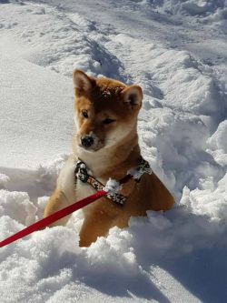 picture of dog