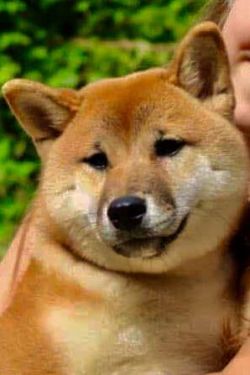 picture of dog