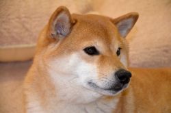 picture of dog