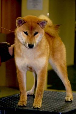 picture of dog