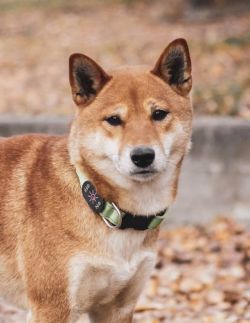 picture of dog