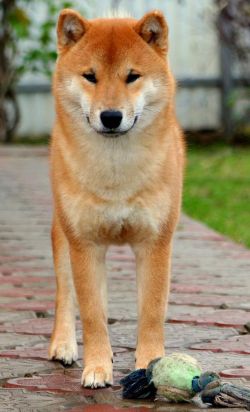 picture of dog