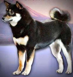 picture of dog