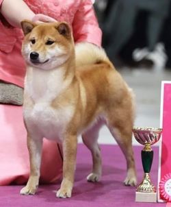 picture of dog