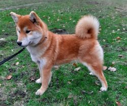 picture of dog
