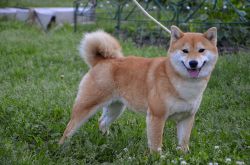 picture of dog