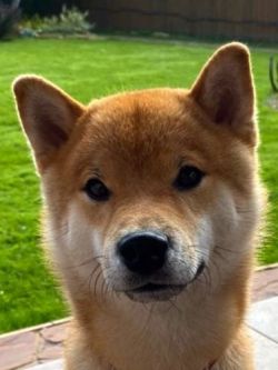 picture of dog