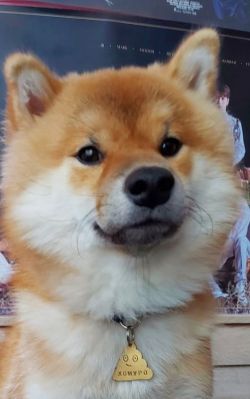 picture of dog
