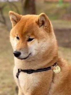 picture of dog