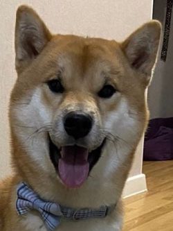 picture of dog