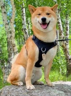 picture of dog