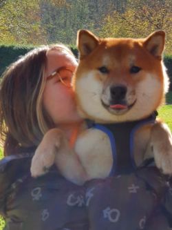 picture of dog