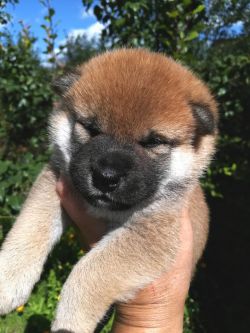 picture of dog