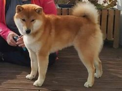 picture of dog