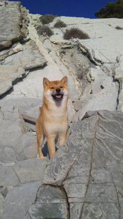 picture of dog