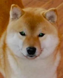 picture of dog