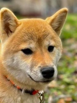 picture of dog