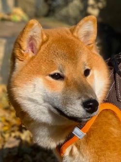 picture of dog