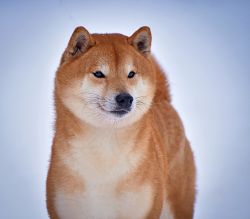 picture of dog