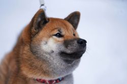 picture of dog