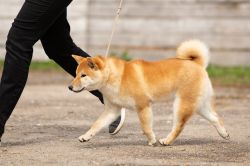 picture of dog