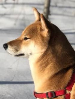 picture of dog