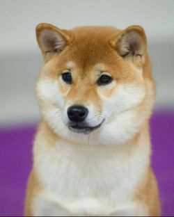picture of dog