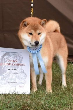 picture of dog