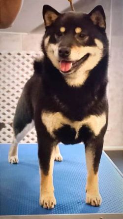 picture of dog