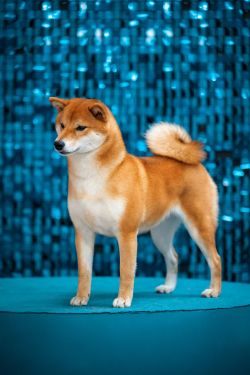 picture of dog