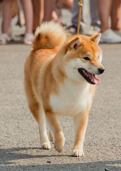 picture of dog