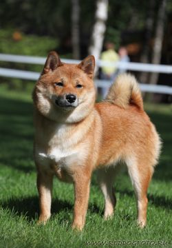 picture of dog